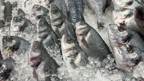 Fresh Fish at the fishmonger Stock Footage 235366705