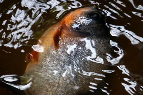 Fresh fish floating just below water surface Stock Photos