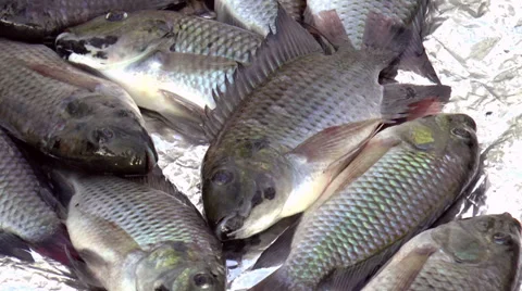 Fresh fish Stock Footage 34484336