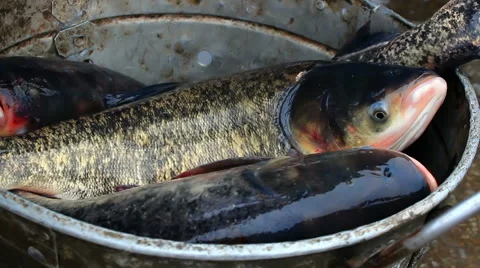 Fresh fish Video stock 45707158