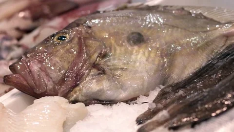 Fresh fish 库存影片 75451848