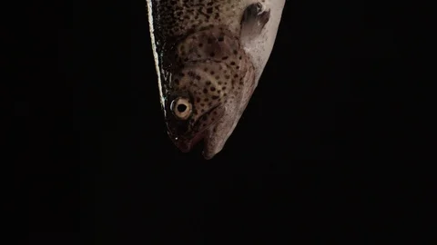 Fresh fish Stock Footage 99195721