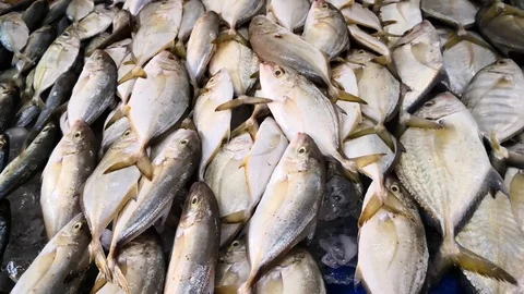 Fresh fish Stock Footage 103892368