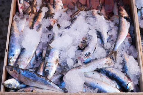 Fresh fish on green background Stock Photos