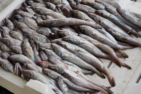 Fresh fish on green background Stock Photos