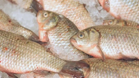 Fresh fish in grocery store Stock-Footage 82544134