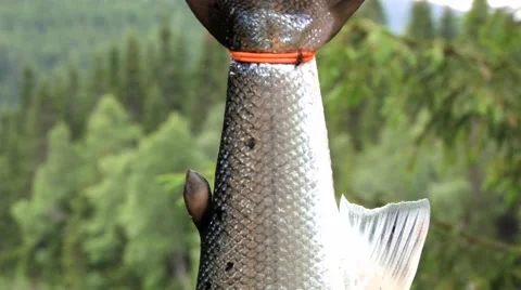 Fresh fish hang with the river at the background in Sogndal, Norway. Stock Footage 59726223