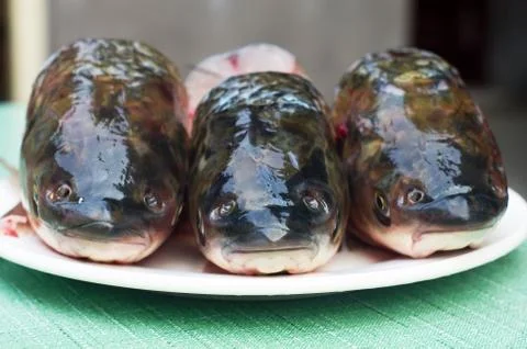 Fresh fish head Stock Photos