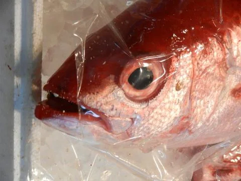 Fresh fish head Stock Photos