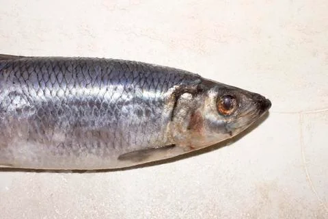 Fresh fish herring.Herring background. Stock Photos