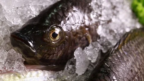 Fresh Fish on Ice 2 Stock Footage 123259211