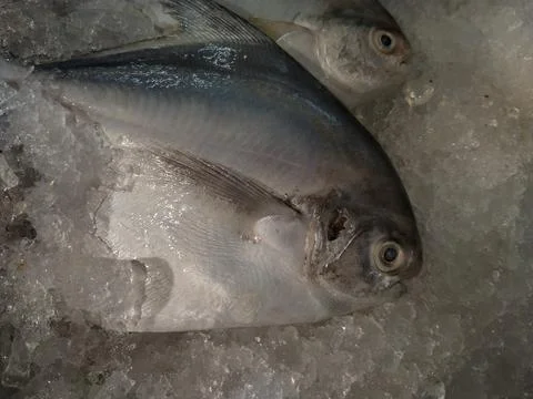 Fresh fish on ice background Stock Photos