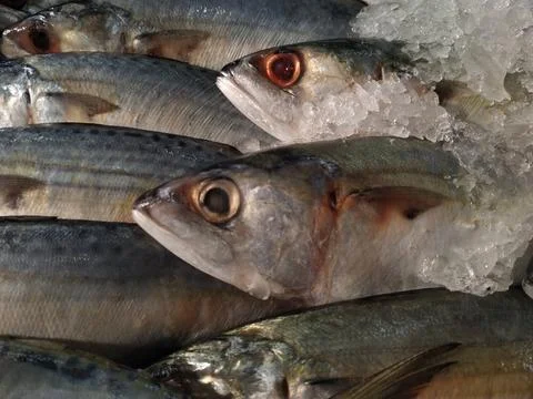 Fresh fish on ice background Stock-Fotos