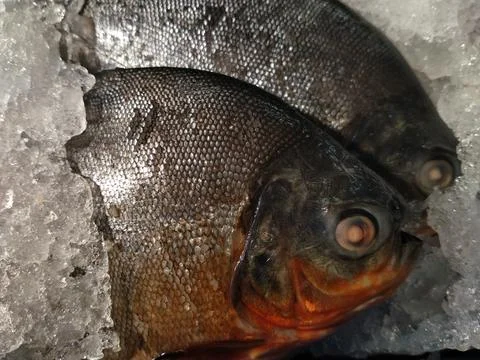 Fresh fish on ice background Stock Photos