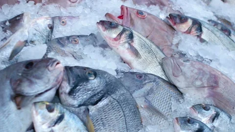 Fresh fish in ice Stock Footage 85811717