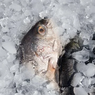 Fresh fish on ice Stock Photos