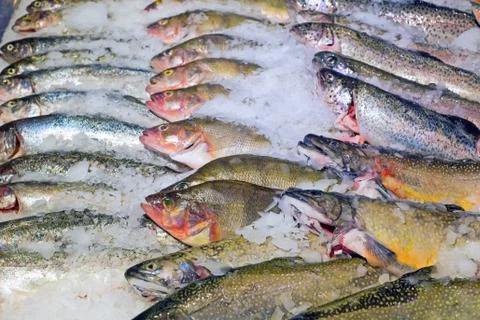 Fresh fish on ice Stock Photos