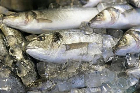Fresh fish on ice Stock Photos