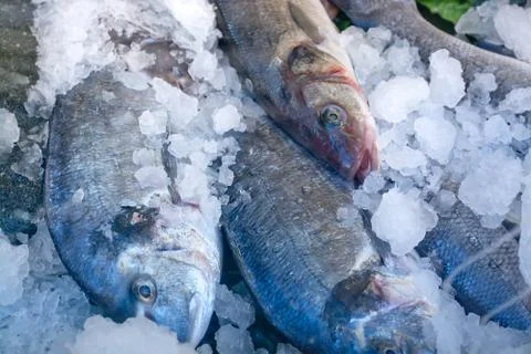 Fresh fish on ice Stock Photos