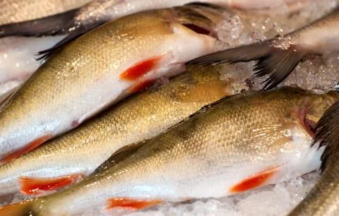 Fresh fish on ice. Stock Photos