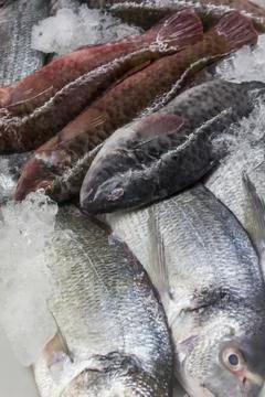 Fresh fish on ice Stock Photos