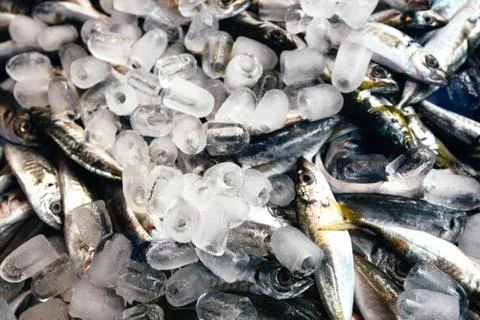 Fresh fish on ice Stock Photos