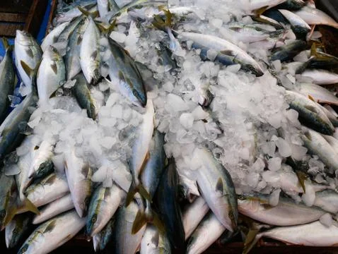 Fresh fish on ice . Foto stock