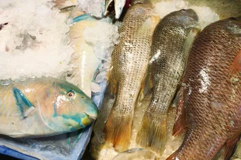 Fresh fish on ice Stock Photos