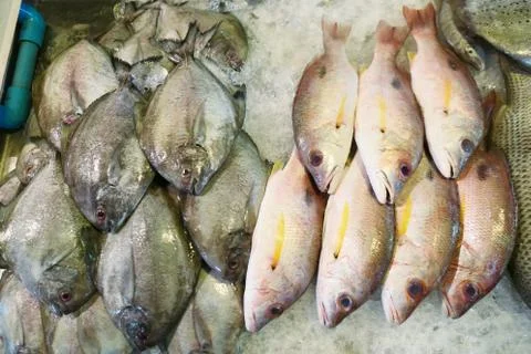 Fresh fish on ice Stock Photos