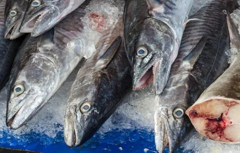 Fresh fish on ice Stock Photos