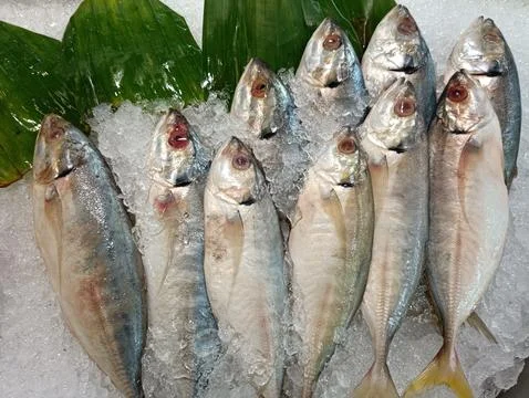 Fresh fish on ice Stock Photos