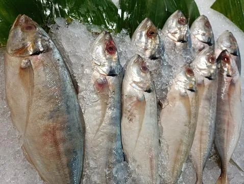 Fresh fish on ice Stock Photos