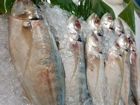 Fresh fish on ice Stock Photos