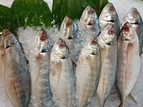 Fresh fish on ice Stock Photos