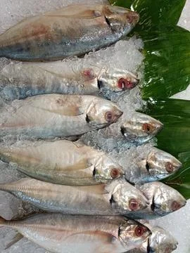 Fresh fish on ice Stock Photos