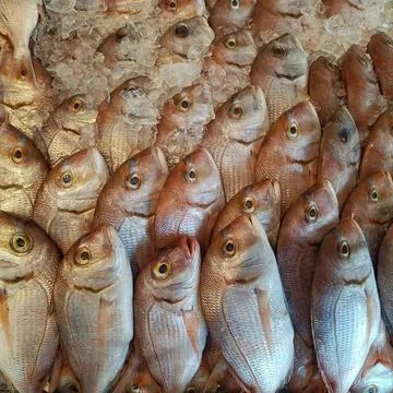 Fresh Fish on Ice Fotos de archivo
