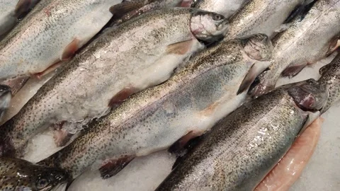 Fresh fish on ice in the restaurant kitchen Stock Footage 287887779