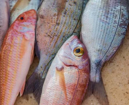 Fresh Fish. Isolated. Stock Photos
