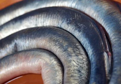 Fresh fish lamprey Foto stock