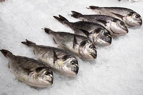 Fresh fish in large chunks of ice Stock Photos