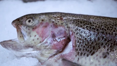 Fresh fish lie on ice Stockbeeldmateriaal 90313823