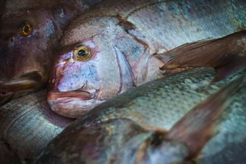 Fresh Fish Looking at Customer Stock Photos
