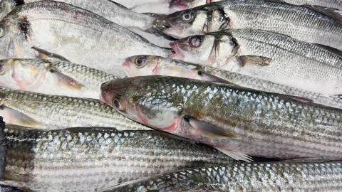 Fresh fish lying on counter on ice. Slow camera movement. Stock Footage 205539343