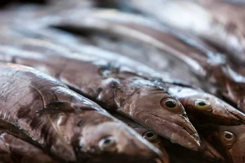 Fresh fish lying on the market display Stock Photos