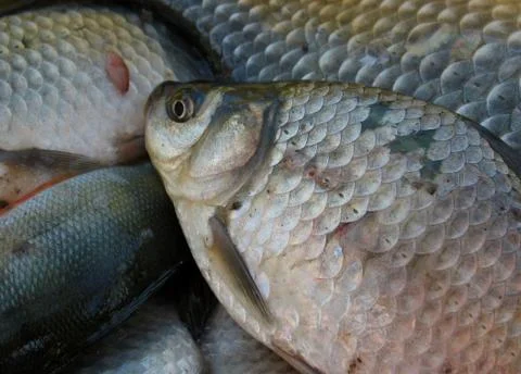 Fresh fish. macro Stock Photos