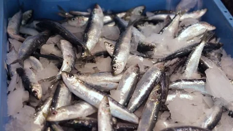 Fresh fish market 库存影片 75451222