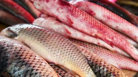 Fresh fish at the market Video stock 196609341