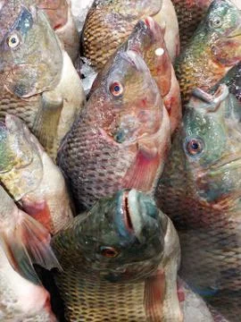 Fresh fish in the market Stock Photos