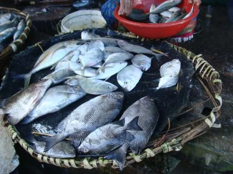 Fresh fish in market tray variety color sea-fish sunlight focus on it Stock Photos