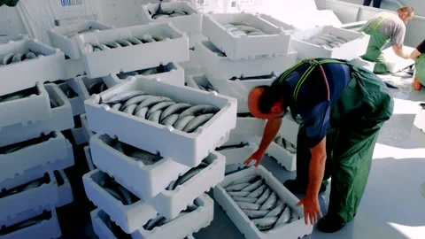 Fresh Fish Packaging Stock Footage 152997590